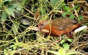 Russet-crowned Crake