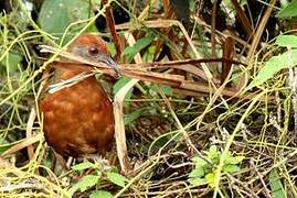 Russet-crowned Crake