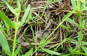 Russet-crowned Crake