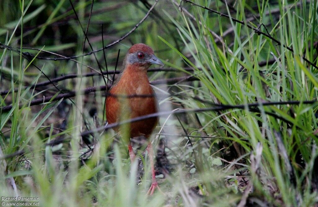 Russet-crowned Crakeadult, walking