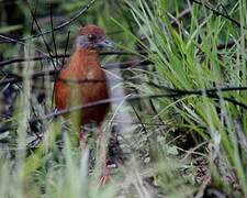 Russet-crowned Crake