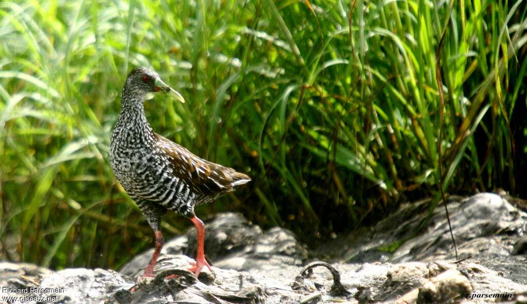 Spotted Railadult, identification, walking