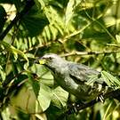 Saltator de Cabanis
