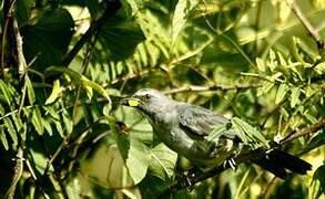 Olive-grey Saltator