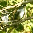 Saltator de Cabanis