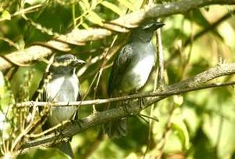 Saltator de Cabanis