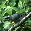 Saltator de Cabanis