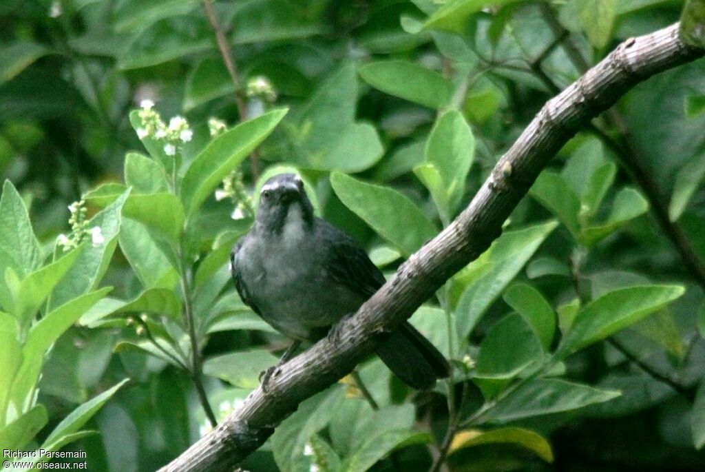 Olive-grey Saltatoradult