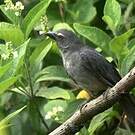 Saltator de Cabanis