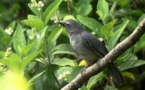 Olive-grey Saltator