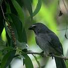 Saltator de Cabanis