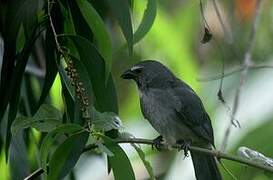 Olive-grey Saltator