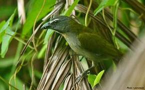 Buff-throated Saltator