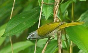 Buff-throated Saltator