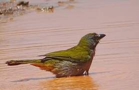 Buff-throated Saltator