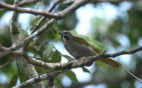 Buff-throated Saltator