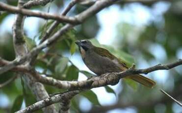 Saltator des grands-bois