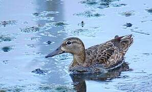 Blue-winged Teal