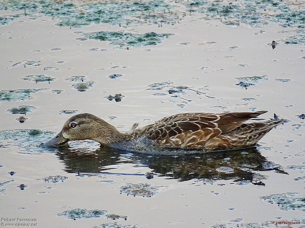 Blue-winged Teal female adult, swimming, eats