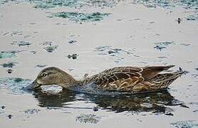 Blue-winged Teal