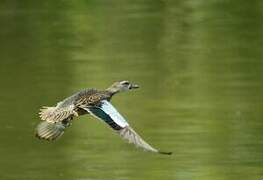 Blue-winged Teal