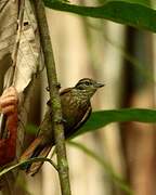 Amazonian Plain Xenops