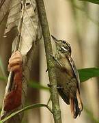 Amazonian Plain Xenops