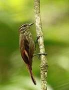 Amazonian Plain Xenops