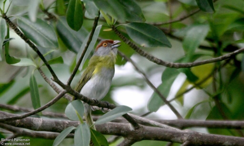 Rufous-browed Peppershrikeadult