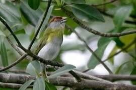 Rufous-browed Peppershrike