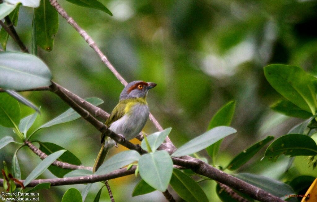 Rufous-browed Peppershrikeadult