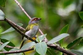 Rufous-browed Peppershrike