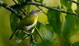 Rufous-browed Peppershrike