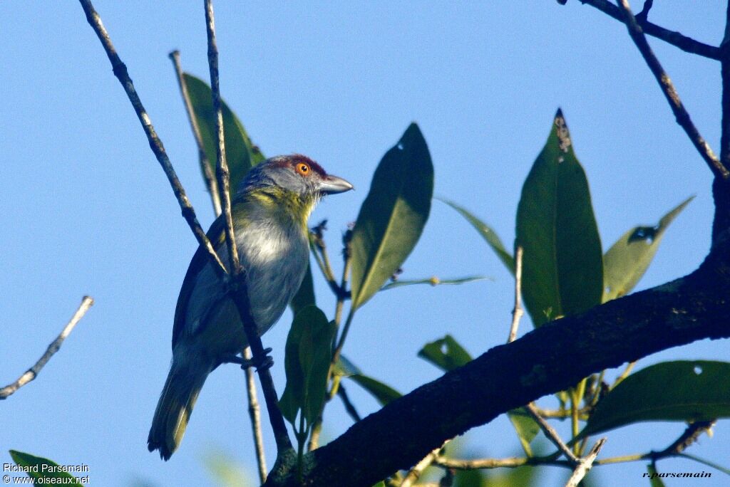 Rufous-browed Peppershrikeadult