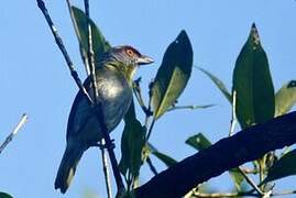 Rufous-browed Peppershrike