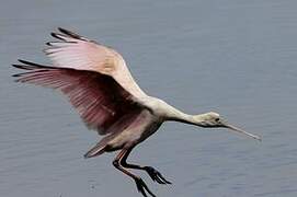 Roseate Spoonbill