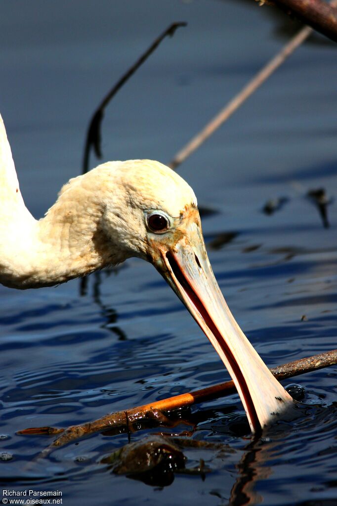 Roseate Spoonbilladult