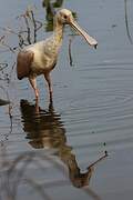 Roseate Spoonbill