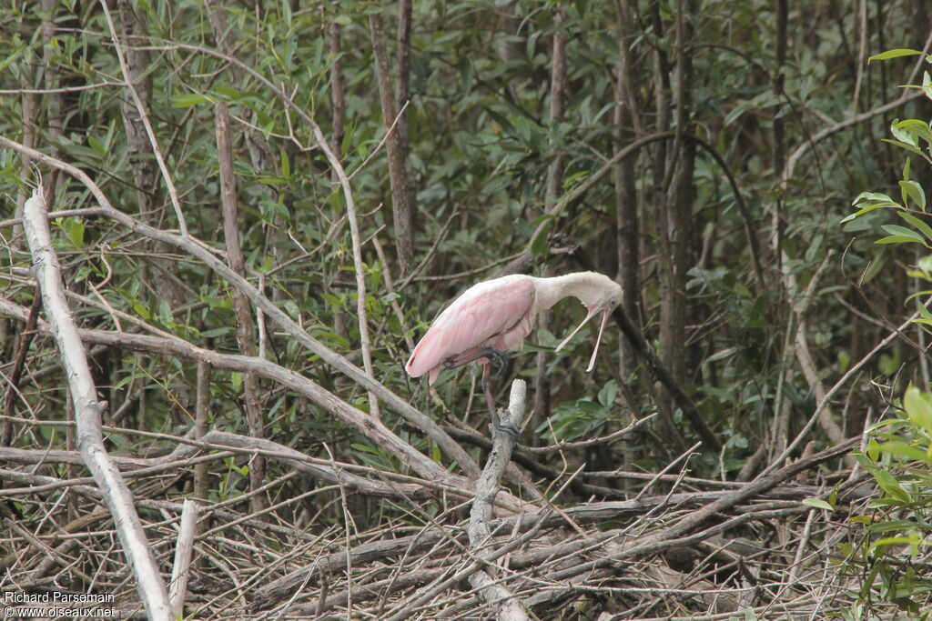 Roseate Spoonbilladult