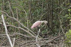 Roseate Spoonbill