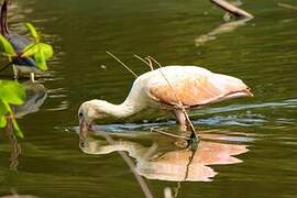 Roseate Spoonbill