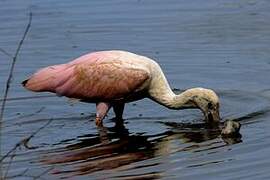 Roseate Spoonbill