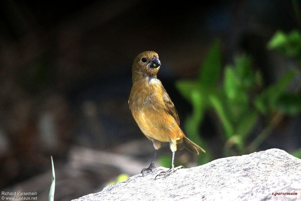 Wing-barred Seedeater female adult