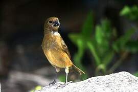 Wing-barred Seedeater