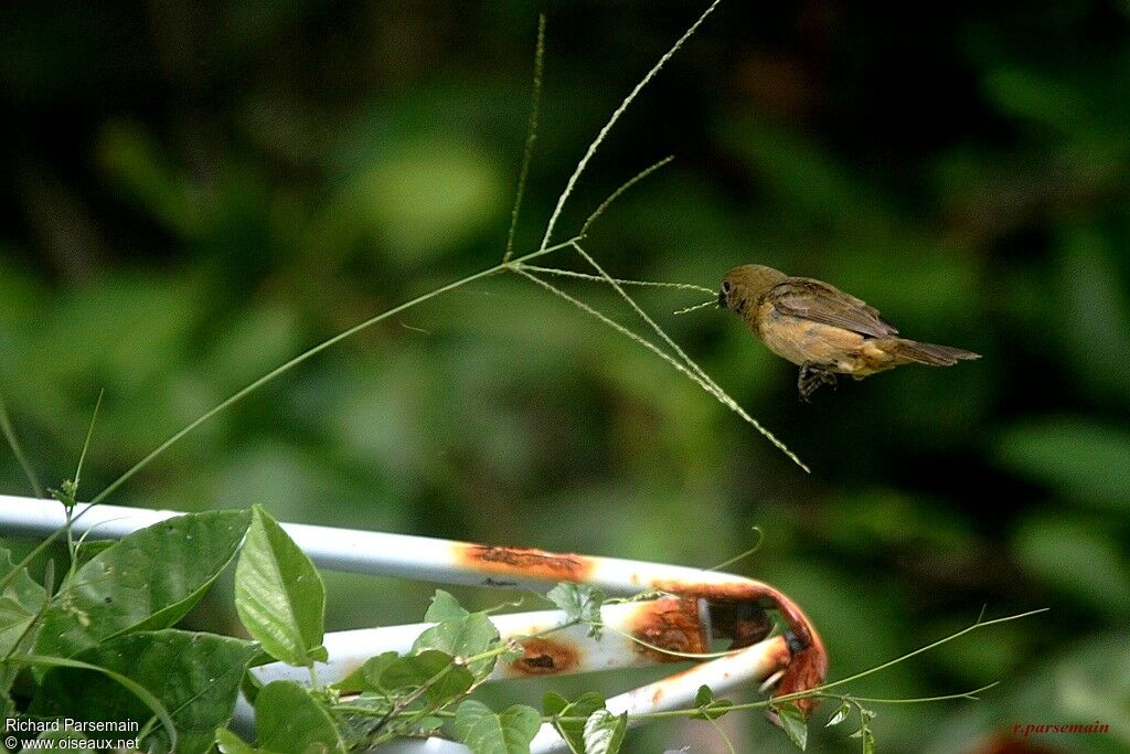 Sporophile à ailes blanches femelle adulte