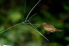 Wing-barred Seedeater