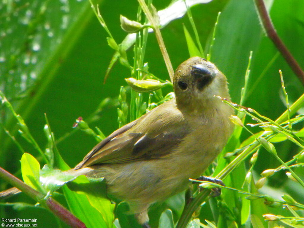 Wing-barred Seedeater female adult