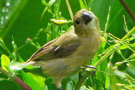 Wing-barred Seedeater