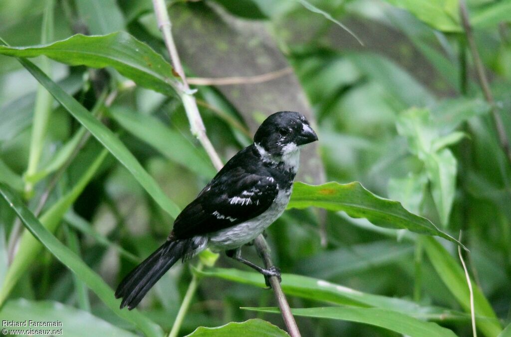 Sporophile à ailes blanches mâle adulte