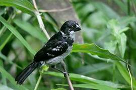 Wing-barred Seedeater